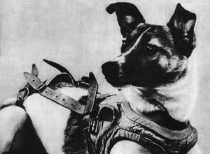 宇宙犬 ライカ / wikipedia