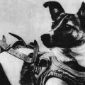 宇宙犬 ライカ / wikipedia