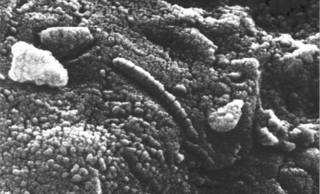 ALH84001に含まれる鎖状構造（電子顕微鏡画像）火星隕石 wikipedia 引用